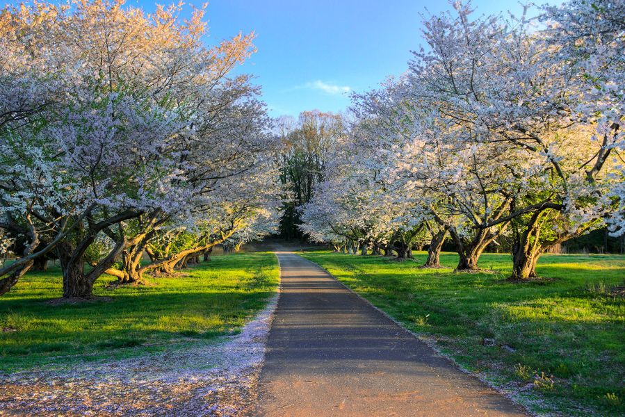 Natural surroundings and green spaces near McLean - Waterfront in Clover, SC (Image 12).