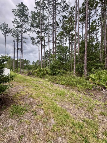 A serene wooded area in The Villas at Bishop Oaks by Century Communities, showcasing tall pines in Jacksonville, FL.