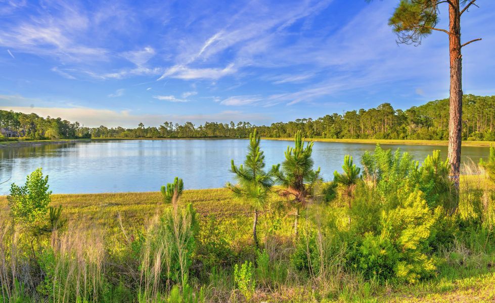 Natural surroundings and green spaces near Woodhaven Single Family in Port Orange, FL (Image 38). Natural surroundings and green spaces near Woodhaven Single Family in Port Orange, FL (Image 38).