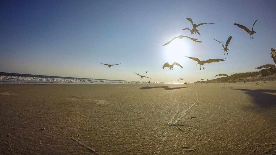 Image 38 of the Songbird community in Hampstead, NC. Image 38 of the Songbird community in Hampstead, NC.