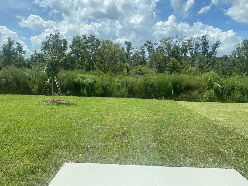 A lush green yard bordered by trees in Seasons at Marietta Cove by Richmond American Homes (Jacksonville, FL).