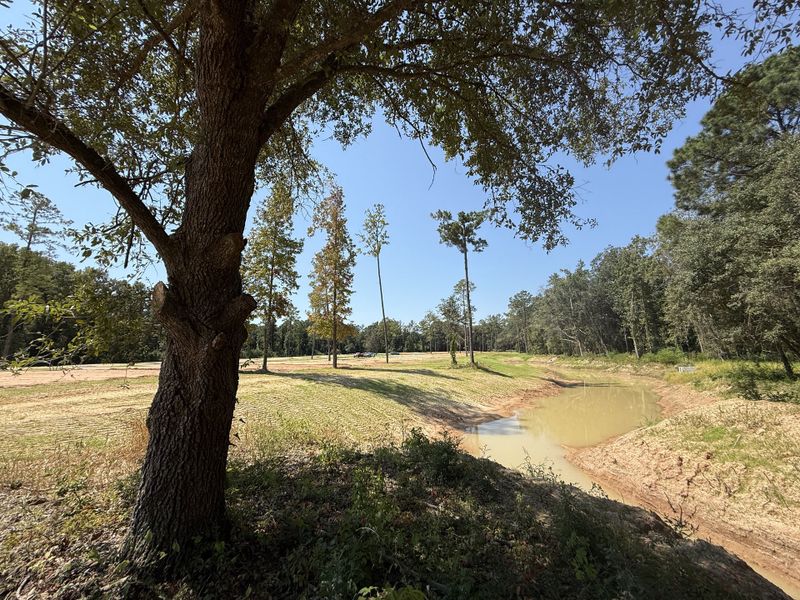 Natural surroundings and green spaces near Pine Street in Yemassee, SC (Image 20).