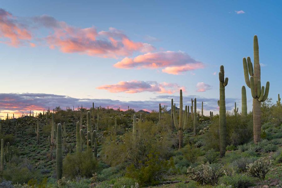 Natural surroundings and green spaces near Trailmark at Saddleback in Peoria, AZ (Image 10). Natural surroundings and green spaces near Trailmark at Saddleback in Peoria, AZ (Image 10).
