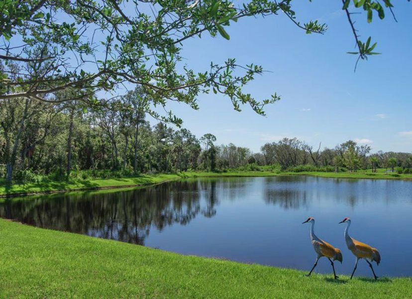 Natural surroundings and green spaces near North River Ranch in Parrish, FL (Image 97). Natural surroundings and green spaces near North River Ranch in Parrish, FL (Image 97).