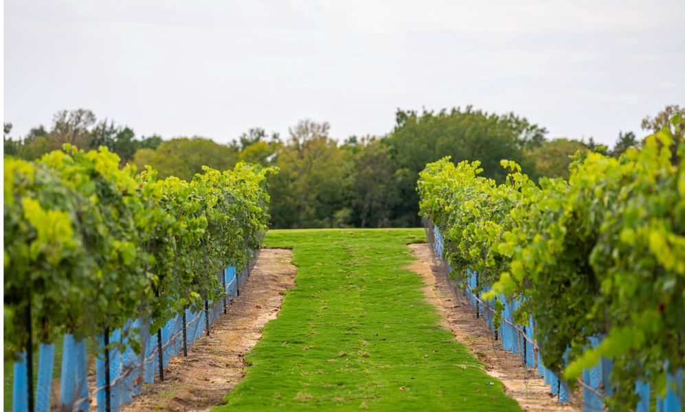 Natural surroundings and green spaces near Gatherings® at Chambers Creek in Willis, TX (Image 18).