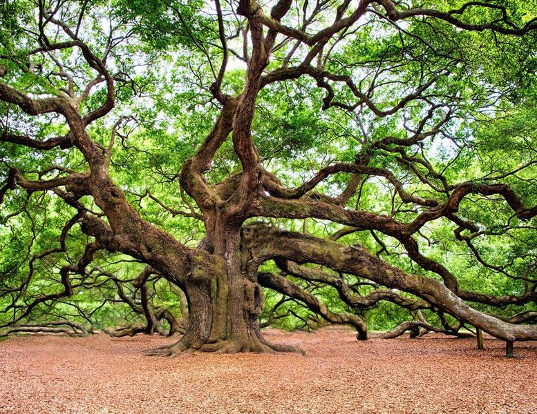 Natural surroundings and green spaces near Discover Series – Signature in Mount Pleasant, SC (Image 6).