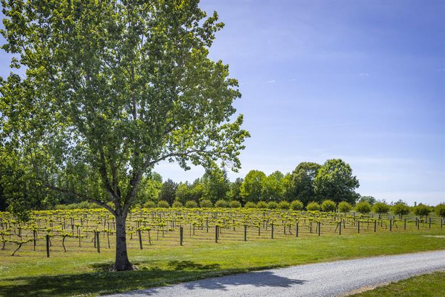 Sip, unwind, and escape, Uwharrie Vineyards is only 10 miles away. Sip, unwind, and escape, Uwharrie Vineyards is only 10 miles away.