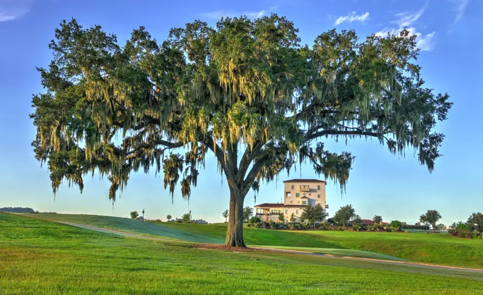 Natural surroundings and green spaces near Home & Homesite Packages in Ocala, FL (Image 16).
