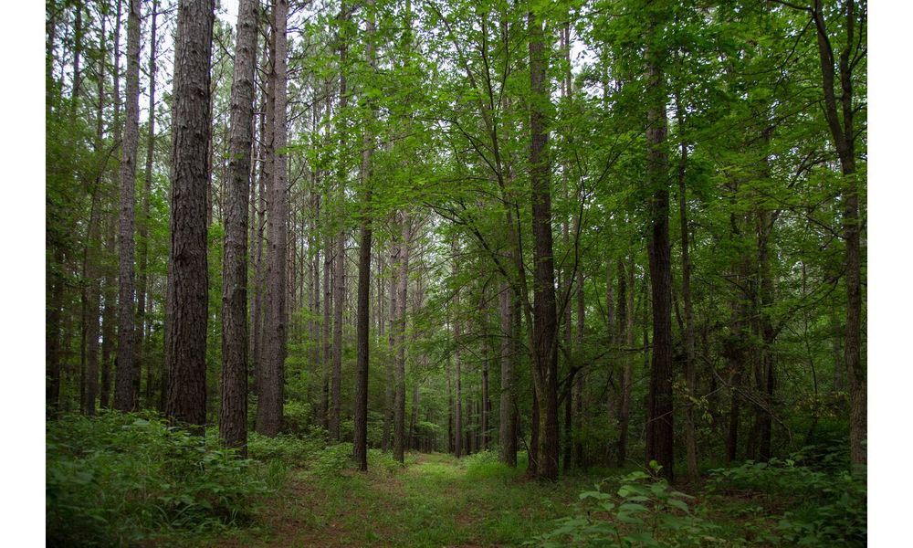 Natural surroundings and green spaces near Riverchase Estates in Lancaster, SC (Image 21).