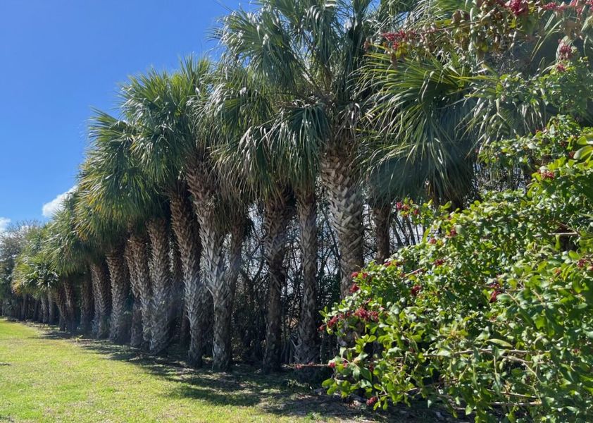 Natural surroundings and green spaces near Lakes At St Sebastian in Sebastian, FL (Image 57).