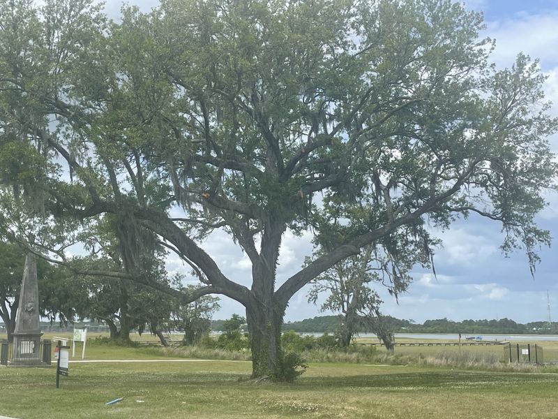 A serene landscape with a grand tree in The Settlement at Ashley Hall by Homes by Dickerson (Charleston, SC). A serene landscape with a grand tree in The Settlement at Ashley Hall by Homes by Dickerson (Charleston, SC).
