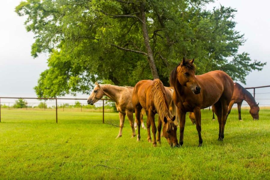 Image 2 of the Clements Ranch community in Forney, TX.