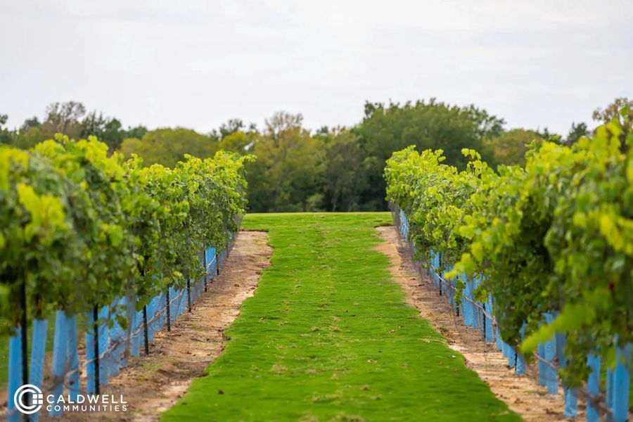 Image 7 of the Chambers Creek master-planned community in Willis, TX.