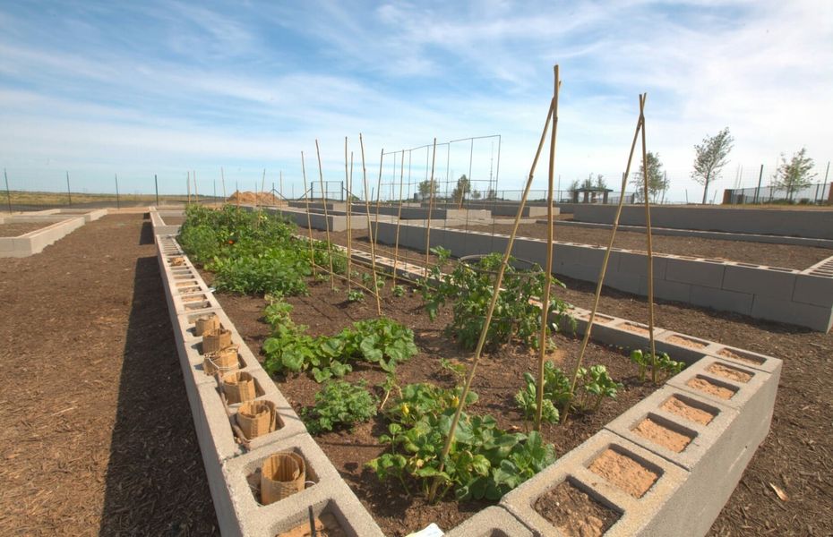 Community amenity available to residents of Sunfield in Mustang Ridge (Image 15).