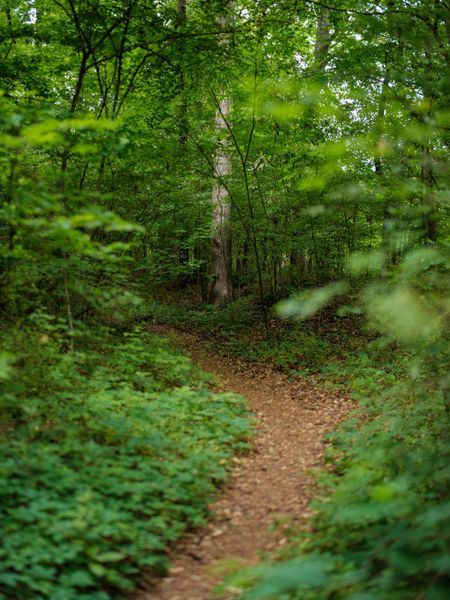 Natural surroundings and green spaces near Ward's Crossing in Johns Creek, GA (Image 18). Natural surroundings and green spaces near Ward's Crossing in Johns Creek, GA (Image 18).