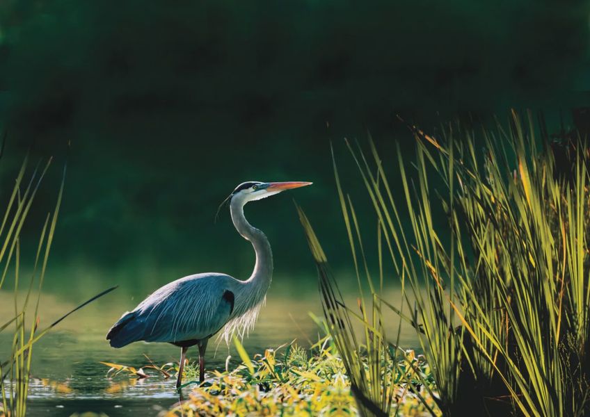 Natural surroundings and green spaces near Vistera of Venice in Nokomis, FL (Image 5).