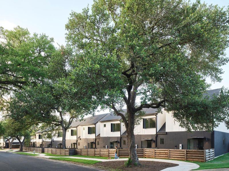 Row of modern homes with wooden privacy fences and mature trees creating a natural canopy.