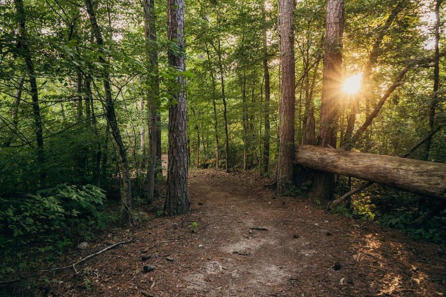 Natural landscape and outdoor views near Heritage Walk in Chattanooga (Image 17).