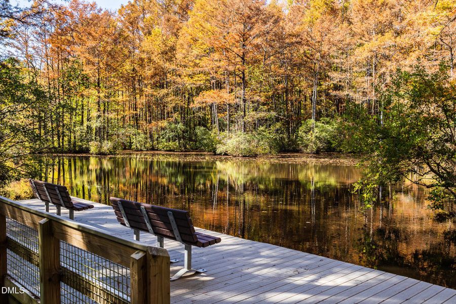 Robertson Millpond Preserve (4)