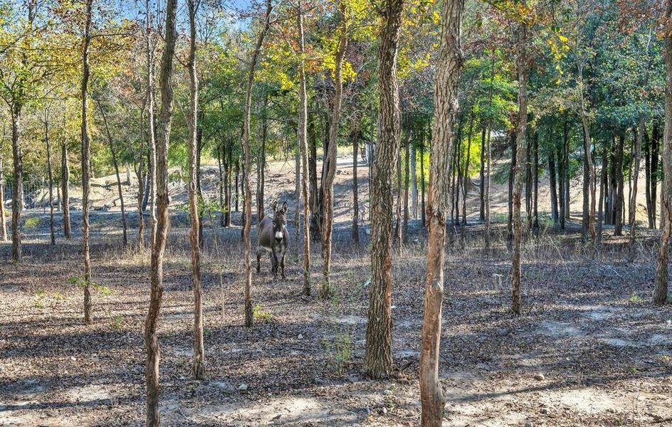 View of undeveloped land View of undeveloped land