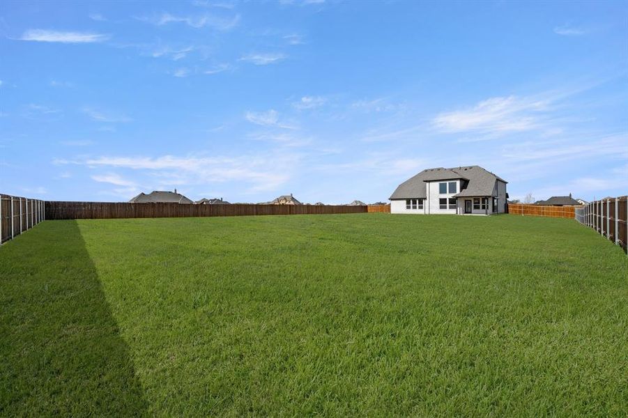 109 Golden Jackal- Back-1