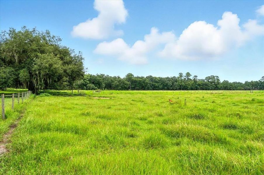 Natural landscape and outdoor views near  in Dade City (Image 16).