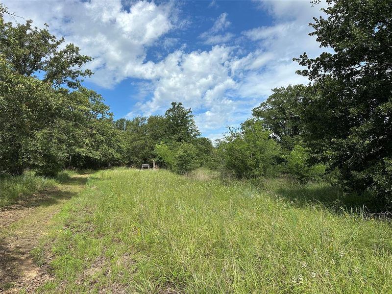 Expansive undeveloped land featuring mature trees and natural vegetation Expansive undeveloped land featuring mature trees and natural vegetation