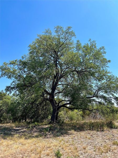 Several mature trees on the property.