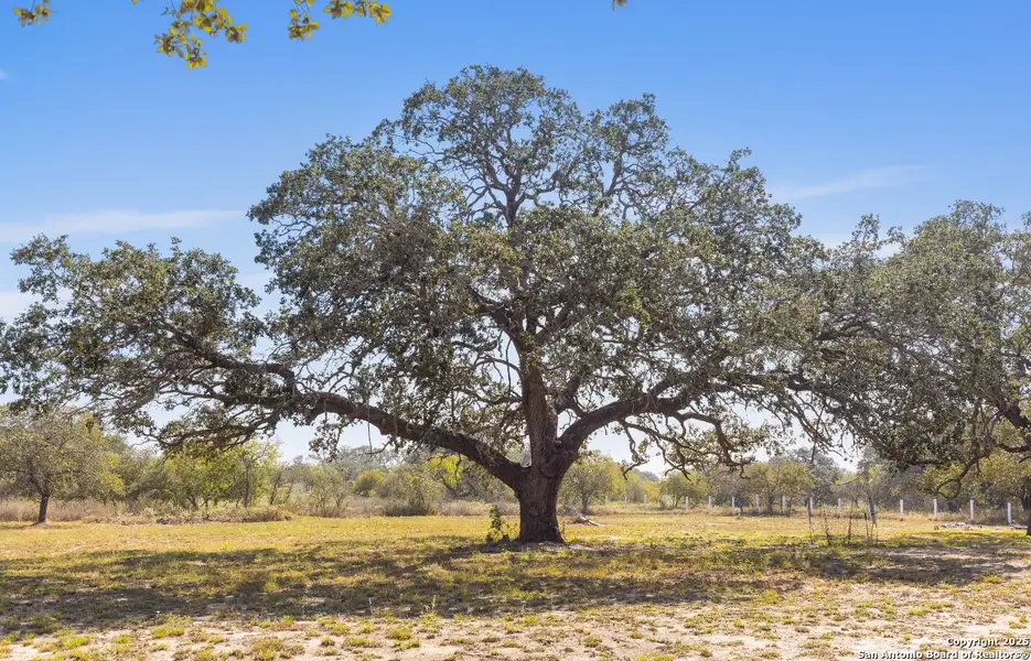 Natural landscape and outdoor views near  in Devine (Image 12).