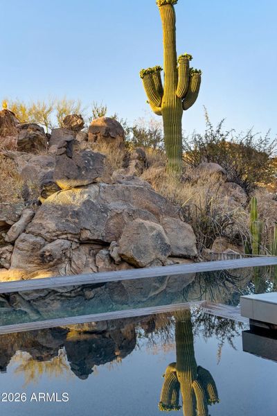 Reflections of the Desert