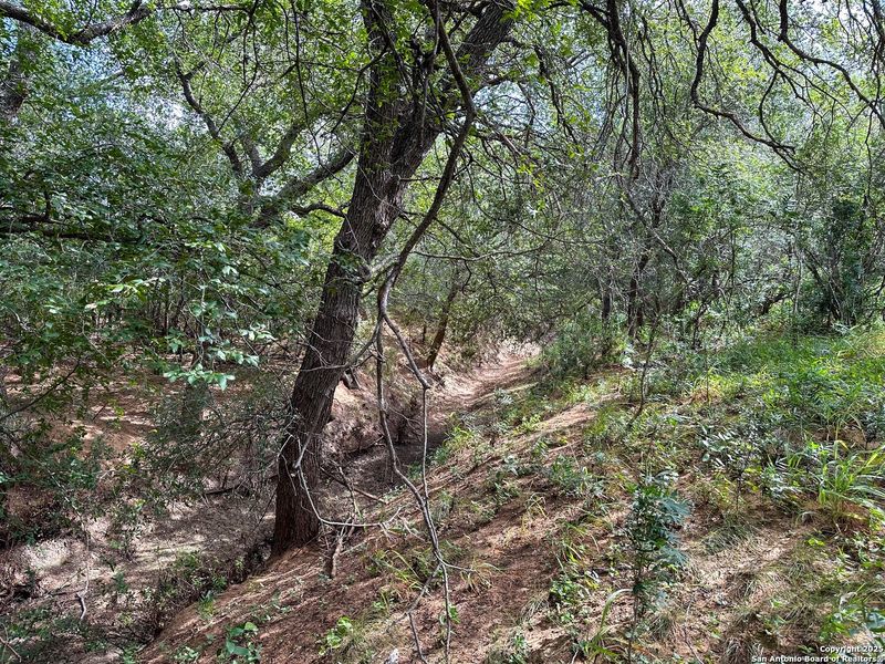 Natural landscape and outdoor views near  in Jourdanton (Image 30).