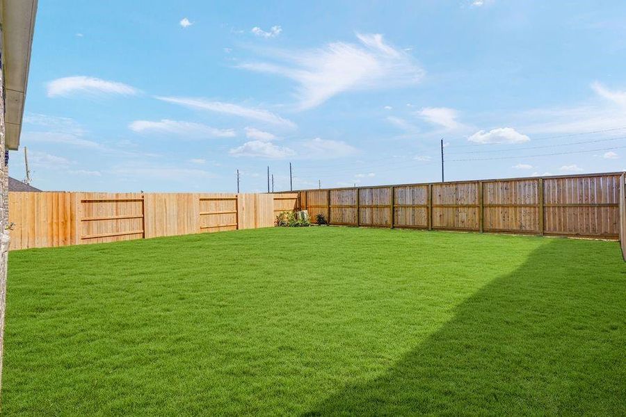 615 Yaupon Holly ~ Ready Now 615 Yaupon Holly ~ Ready Now