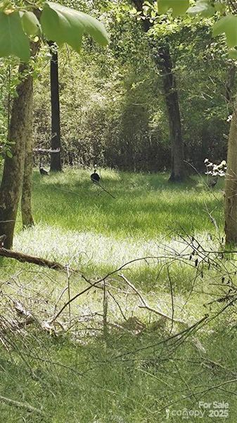 Natural landscape and outdoor views near  in Mooresboro (Image 15).