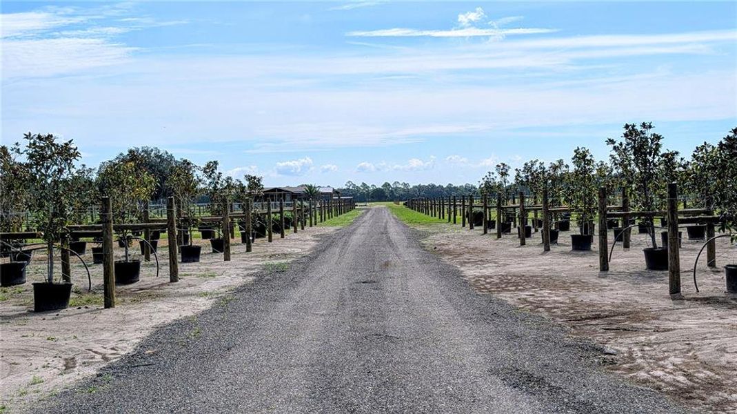 Natural landscape and outdoor views near  in Wauchula (Image 48).