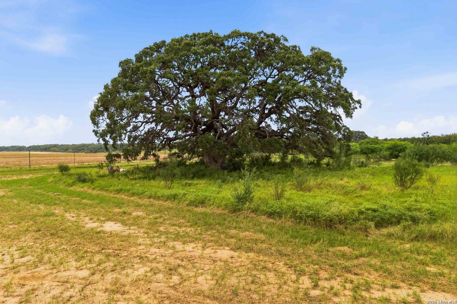 Natural landscape and outdoor views near  in Sabinal (Image 62).