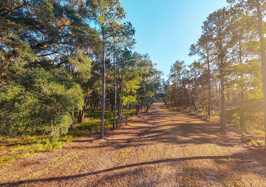 Natural landscape and outdoor views near  in Edisto Island (Image 19).