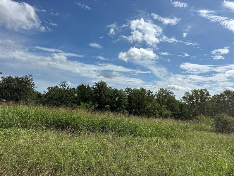 Expansive natural landscape featuring a broad field of tall grasses and a dense tree line Expansive natural landscape featuring a broad field of tall grasses and a dense tree line
