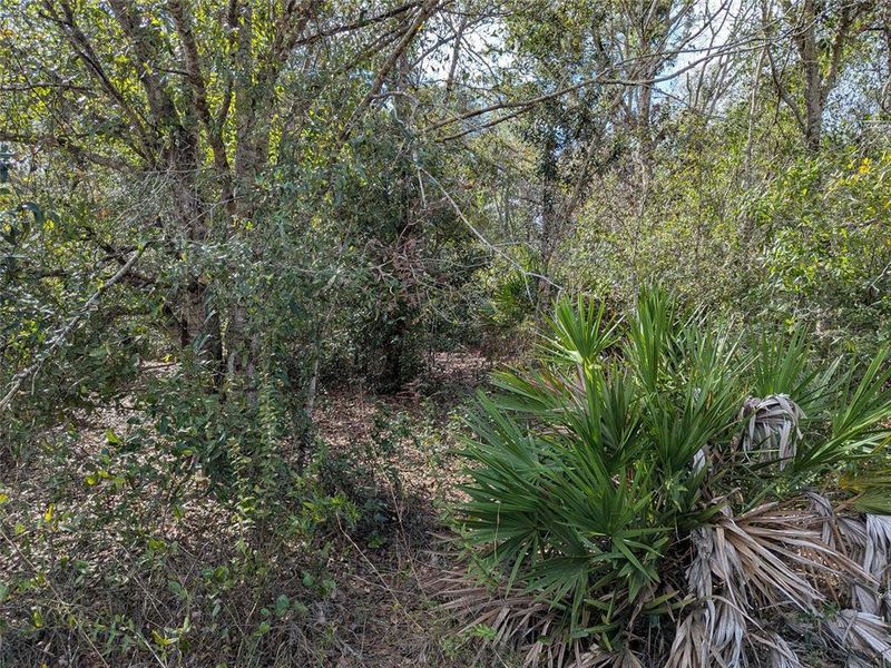 Natural landscape and outdoor views near  in Arcadia (Image 28).