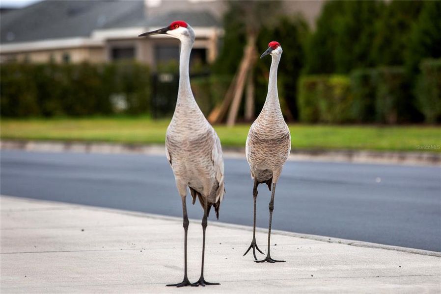 Image 27 of a home in Aviary at Rutland Ranch.