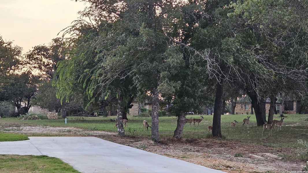 Natural landscape and outdoor views near  in Adkins (Image 68).