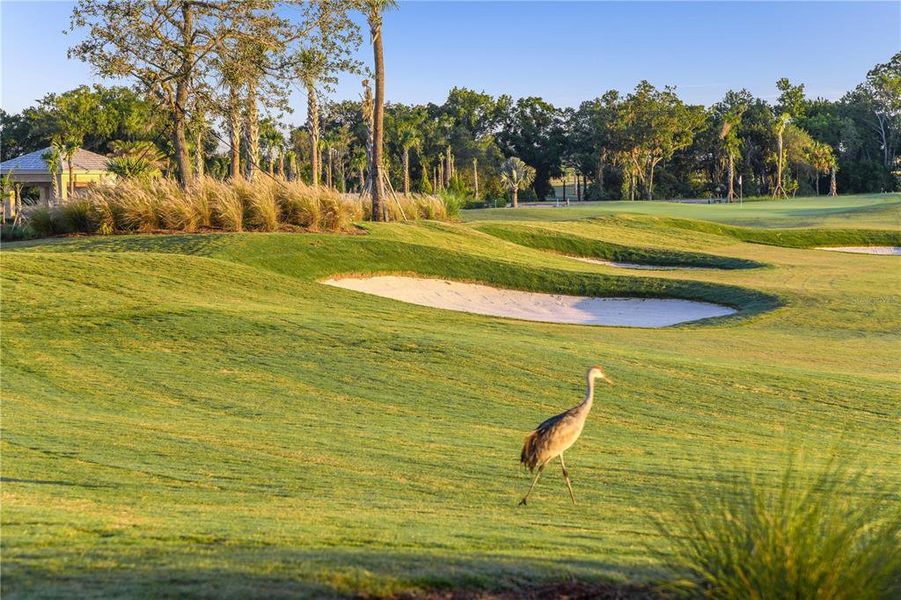 Esplanade at Azario Lakewood Ranch Community