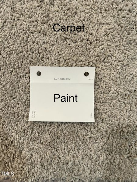 BS41 Carpet and Paint