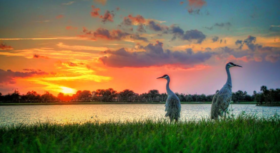 Wildlife Wildlife