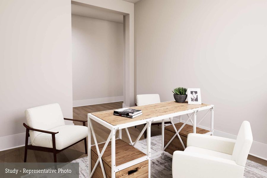 The Amaryllis - Study