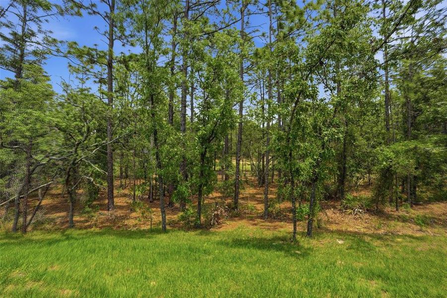 Natural landscape and outdoor views near  in Homosassa (Image 54).