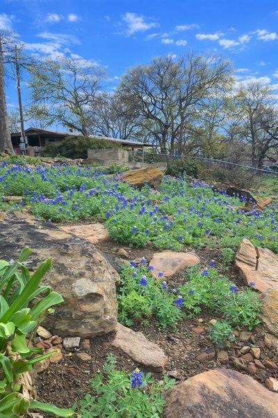 Bluebonnets in bloom!