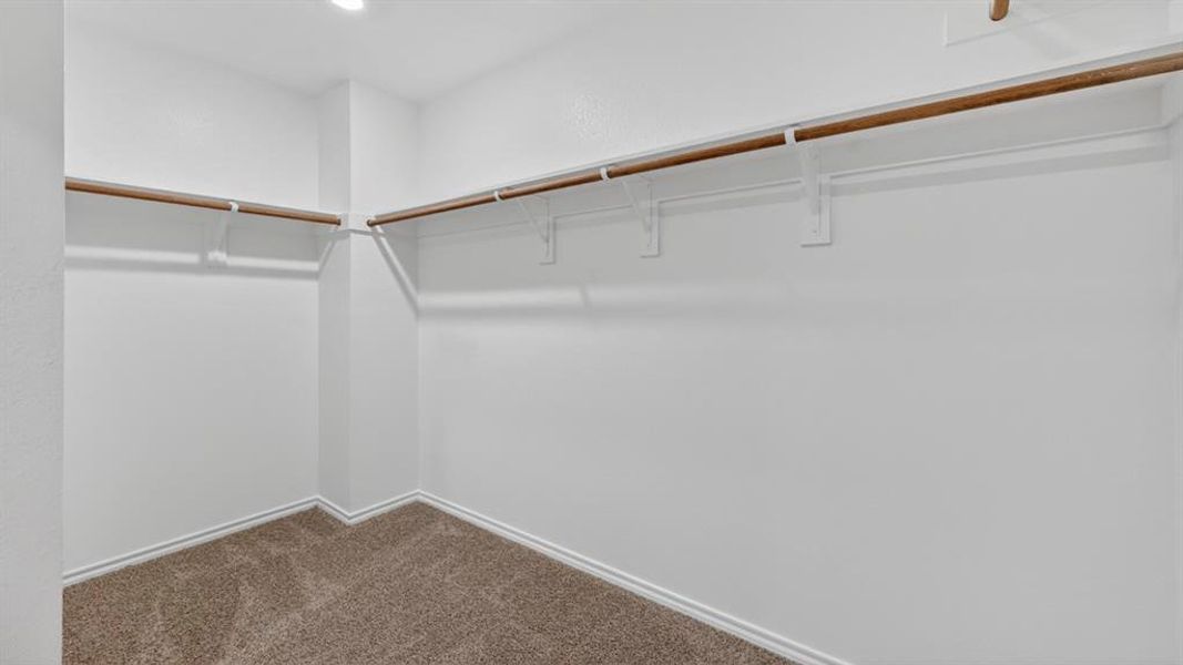 Spacious closet featuring neutral tone carpeting and ample hanging space with white shelving and wood-finish rods