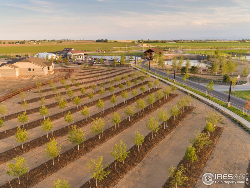 Orchards throughout the neighborhood