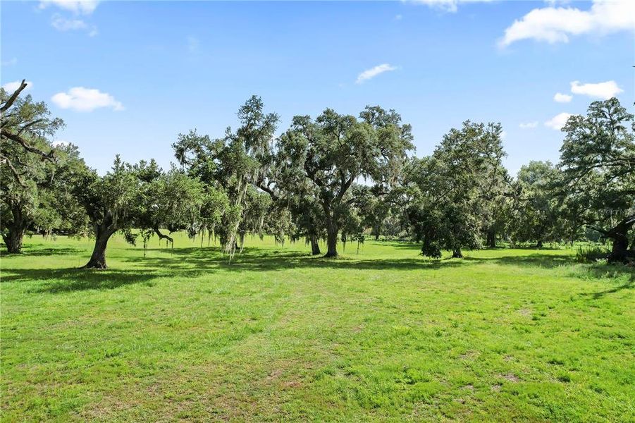 Natural landscape and outdoor views near  in Dade City (Image 16).