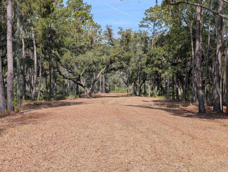 Natural landscape and outdoor views near  in Edisto Island (Image 43).